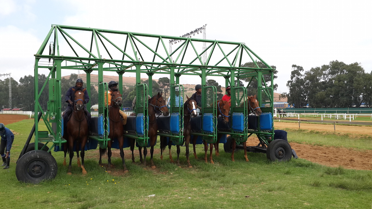 Young Horses being schooled